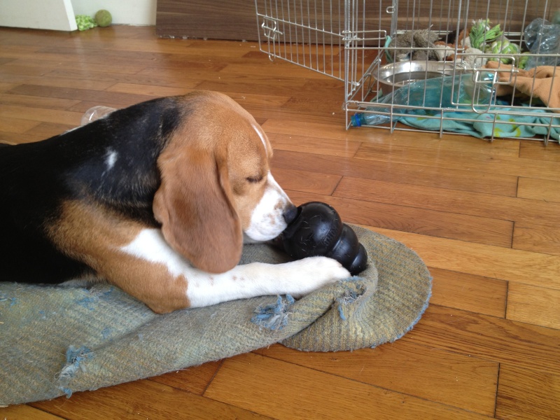 Hulk - Beagle mâle 9 mois LOF (69-38-42) Photo_11