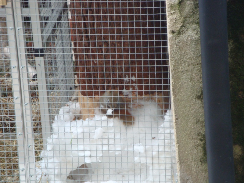 Noisette s amuse dans la neige Dsc03510