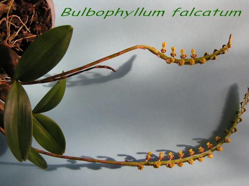 Bulbophyllum falcatum Bulbop11