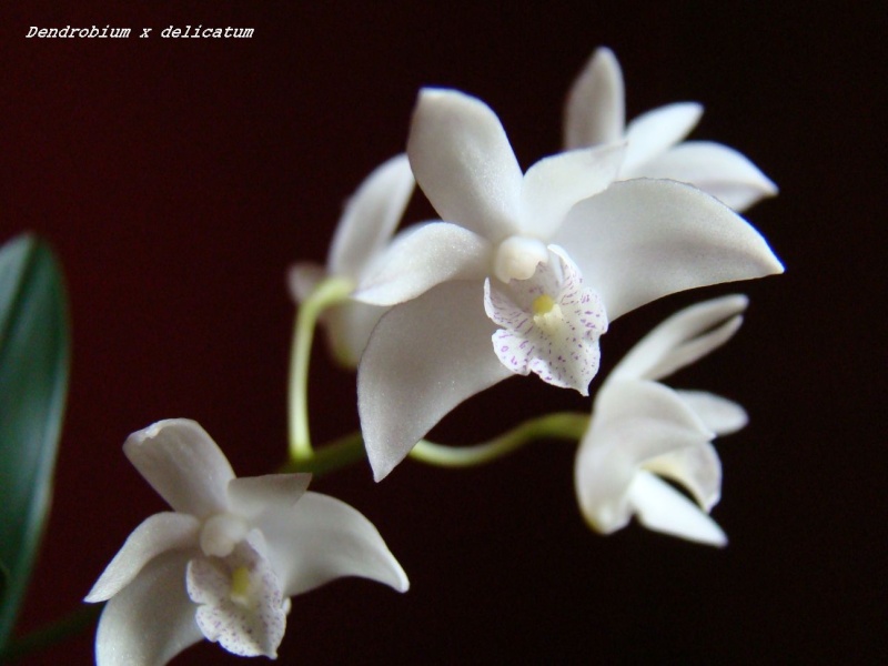 Dendrobium x delicatum Dendro14