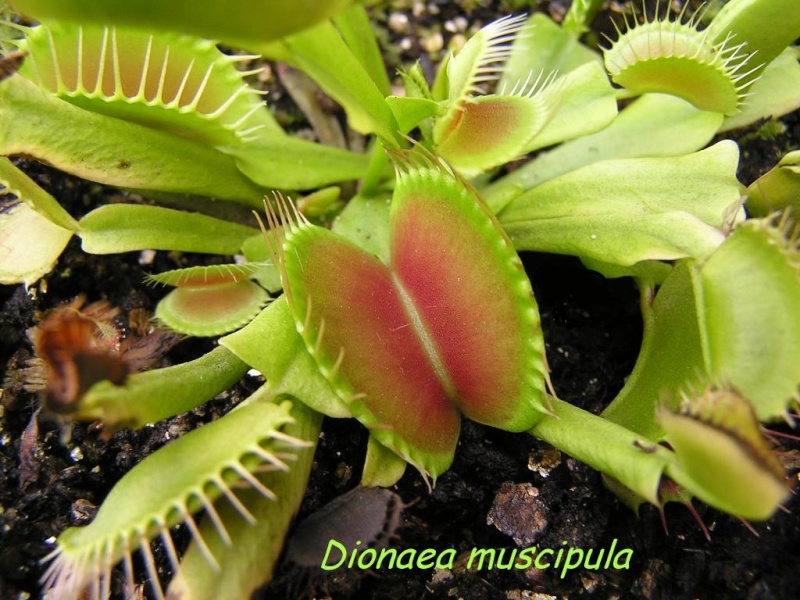 Dionaea muscipula Dionae10