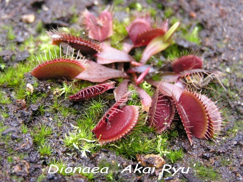 Dionaea muscipula Dionae11