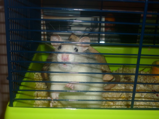 mon cochon d'inde, hamster, rat et rattons =) P1020410