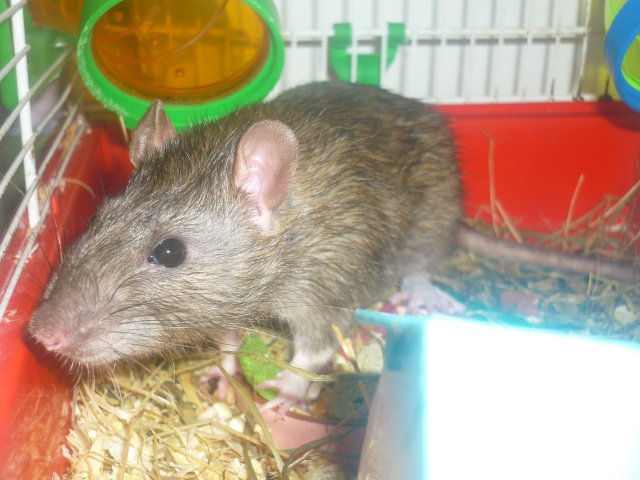 mon cochon d'inde, hamster, rat et rattons =) P1020411