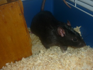 mon cochon d'inde, hamster, rat et rattons =) P1020412