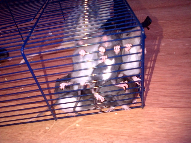 mon cochon d'inde, hamster, rat et rattons =) Saint-14