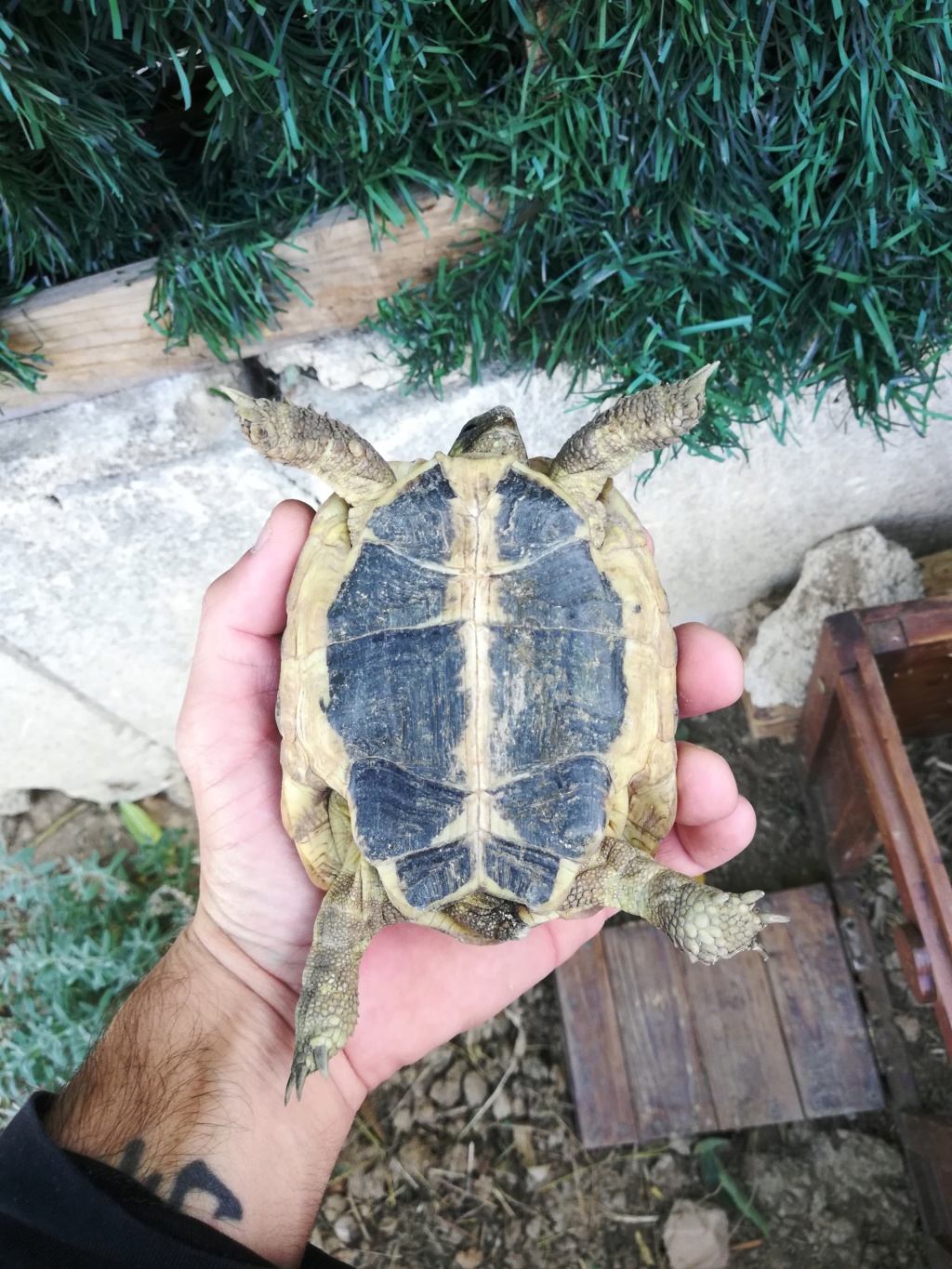 Nouvelle tortue  Img_2055