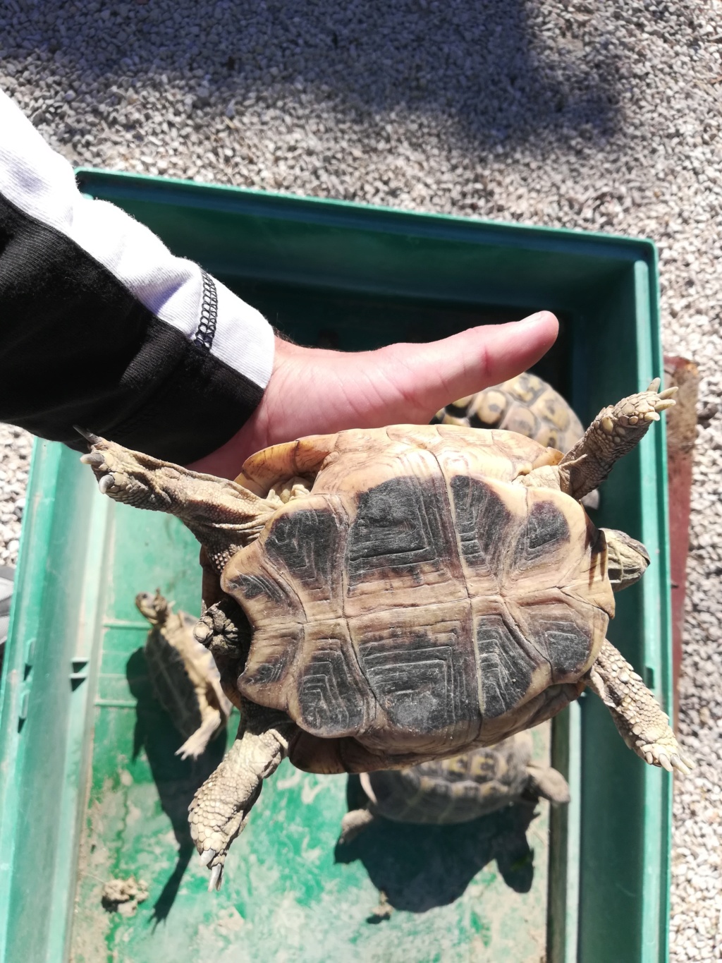 Nouvelle tortue  Img_2059