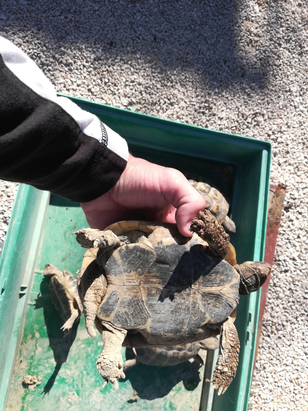 Nouvelle tortue  Img_2060