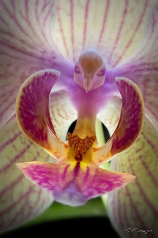 Gros plan d'une orchidée Orchid10