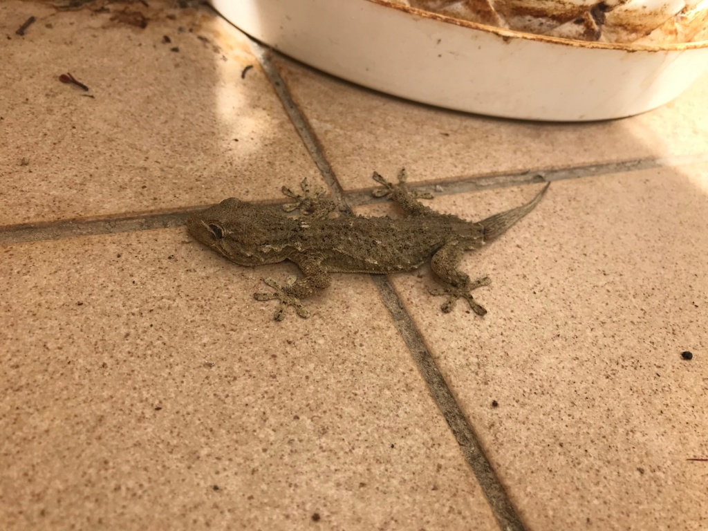 Problème avec un Gecko sauvage Gecko10