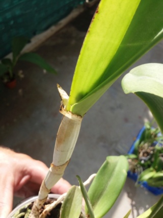 Future floraison Cattleya  C_hyis10