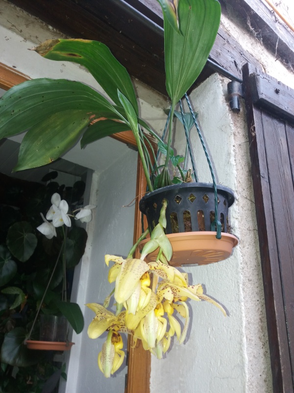 Stanhopea Assidensis Rps20275