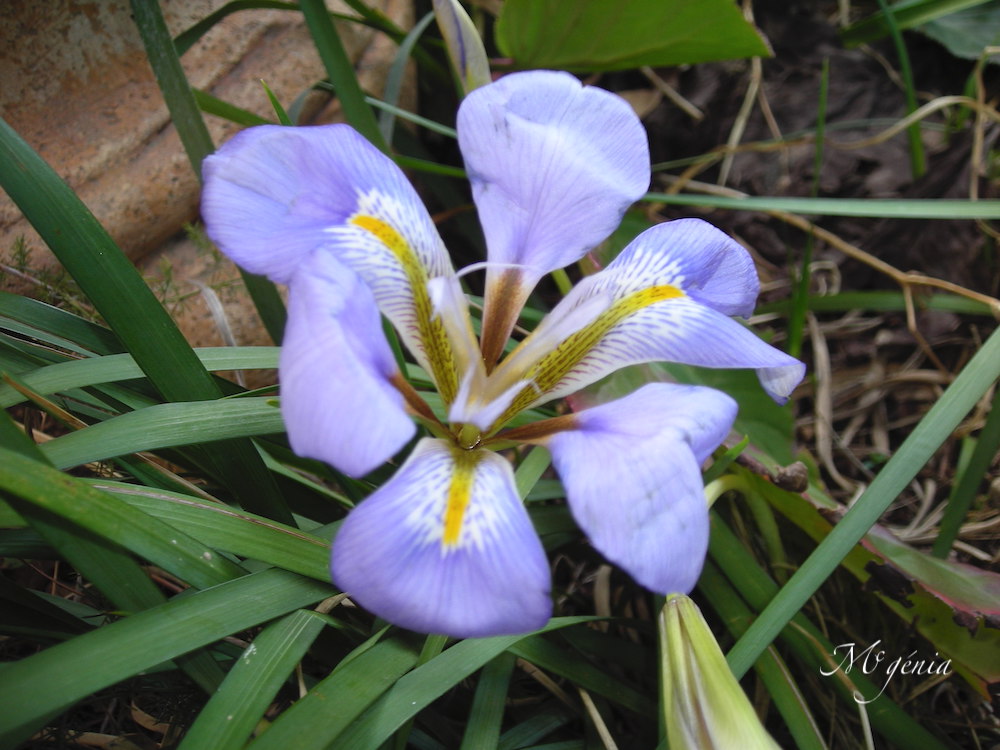 Fleurs bleues Dscn0912