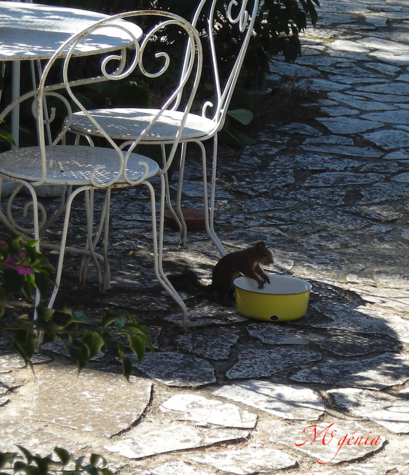 Animaux venant manger au jardin Dscn1012