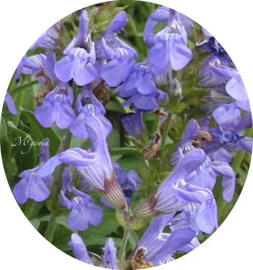 Salvia lavandulifolia - Sauge officinale à feuilles de lavandes Dscn2612