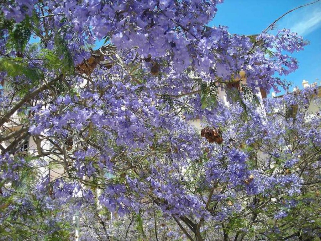 Jacaranda mimosifolia - Le Flamboyant bleu Dscn4010