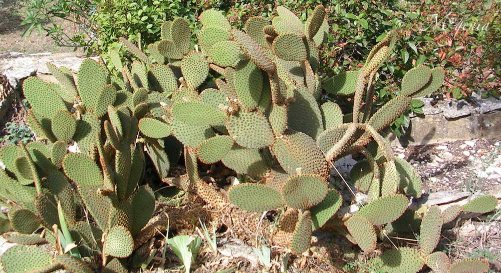 Opuntia microdasys f. rufida Dscn4936