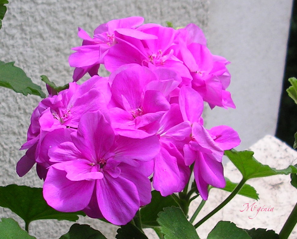 Pelargonium (Géranium), le roi de tous les balcons Dscn4951