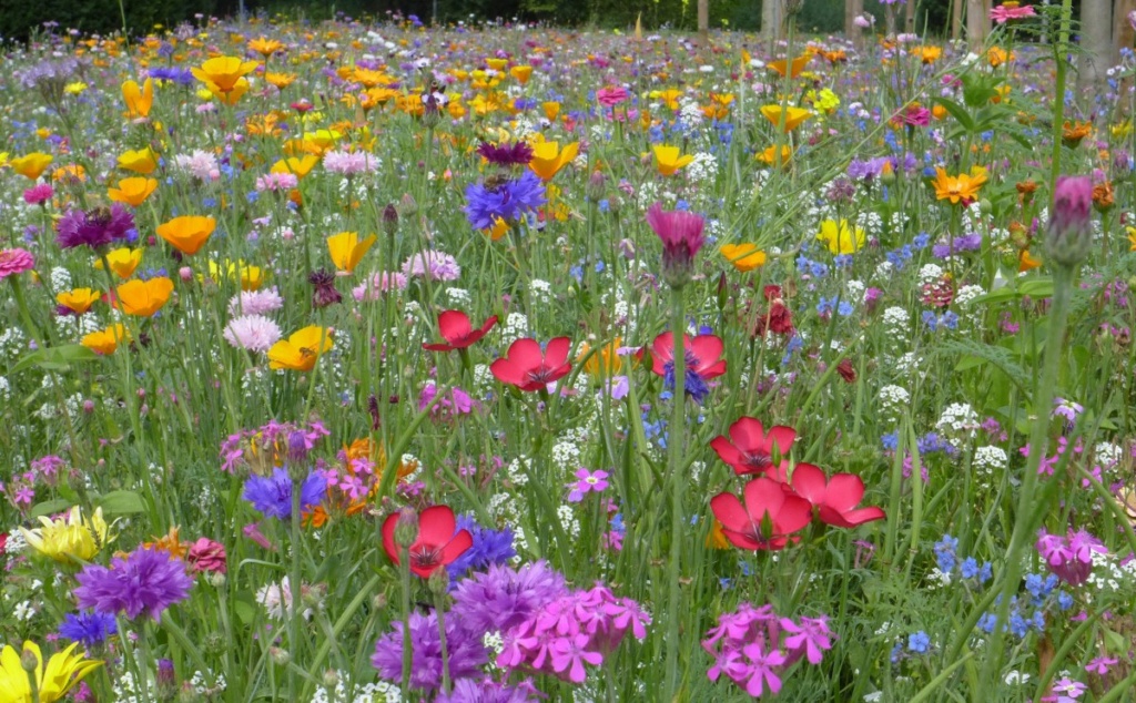 Météo du mois de juin 2023 Flower10