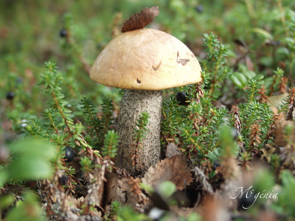 Les champignons Gaeoge10