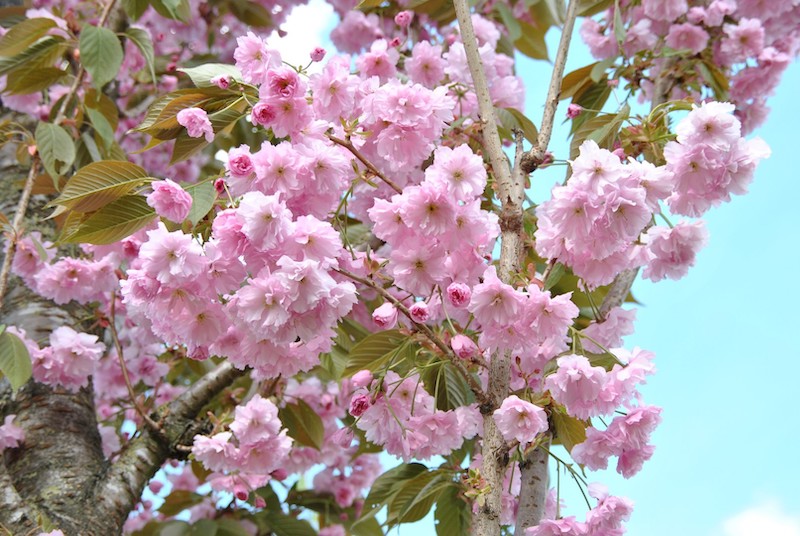 Météo du mois d'avril 2022 Prunus10