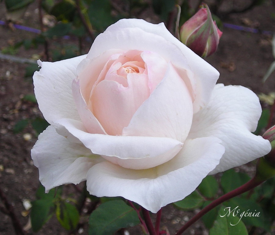 Rosier à grandes fleurs ‘Baie des Anges® ‘Barmel’ Rosier11