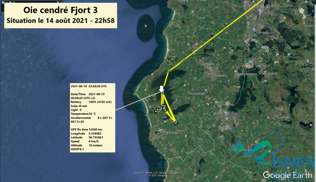 l'oie cendrée "FJORT 3" 23904710