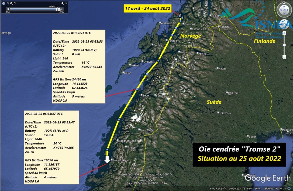 L’oie cendrée « Tromse 2 » - Page 3 30141810