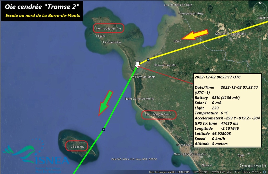 L’oie cendrée « Tromse 2 » - Page 3 31833710