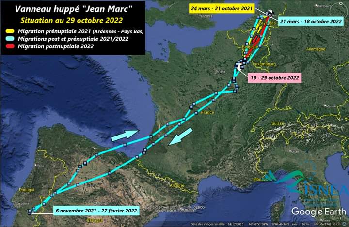 Vanneau huppé"Jean Marc" Fb_im362