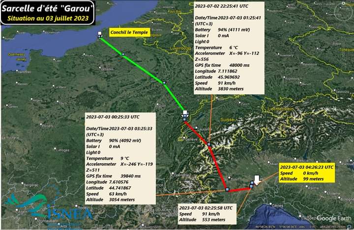 Le mâle de Sarcelle d’été « Garou » Fb_im641