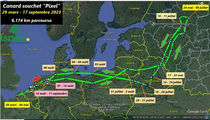 canard souchet « Pixel » Fb_im737