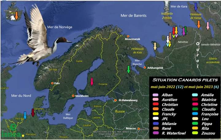 Localisation des canards pilets en période de reproduction (synthèse des printemps 2022, et 2023) Fb_im758