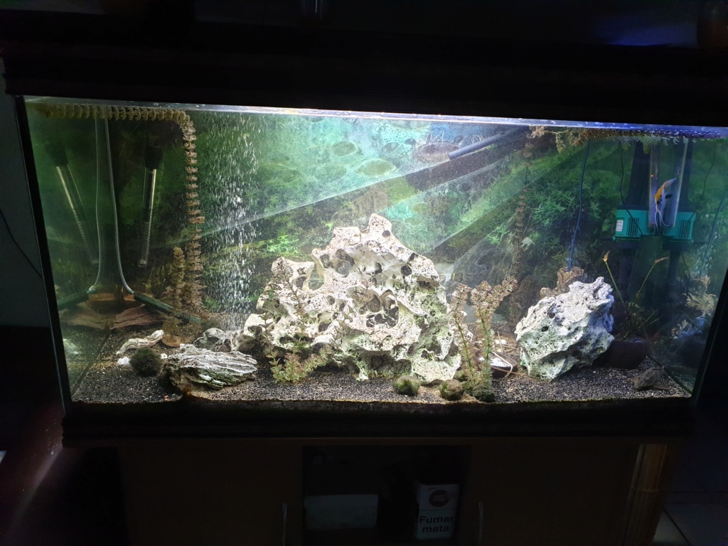voici mon aquarium de 300 litres 20191110
