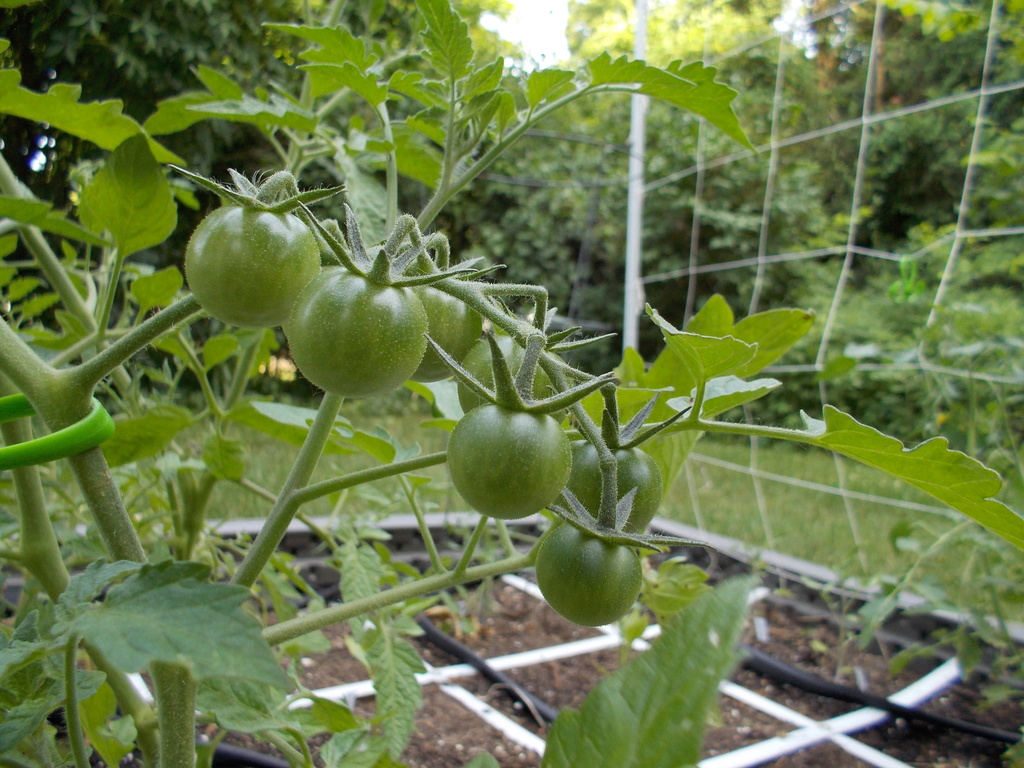 Tomato Tuesday - 2018 & 2019 - Page 3 Dscn0910