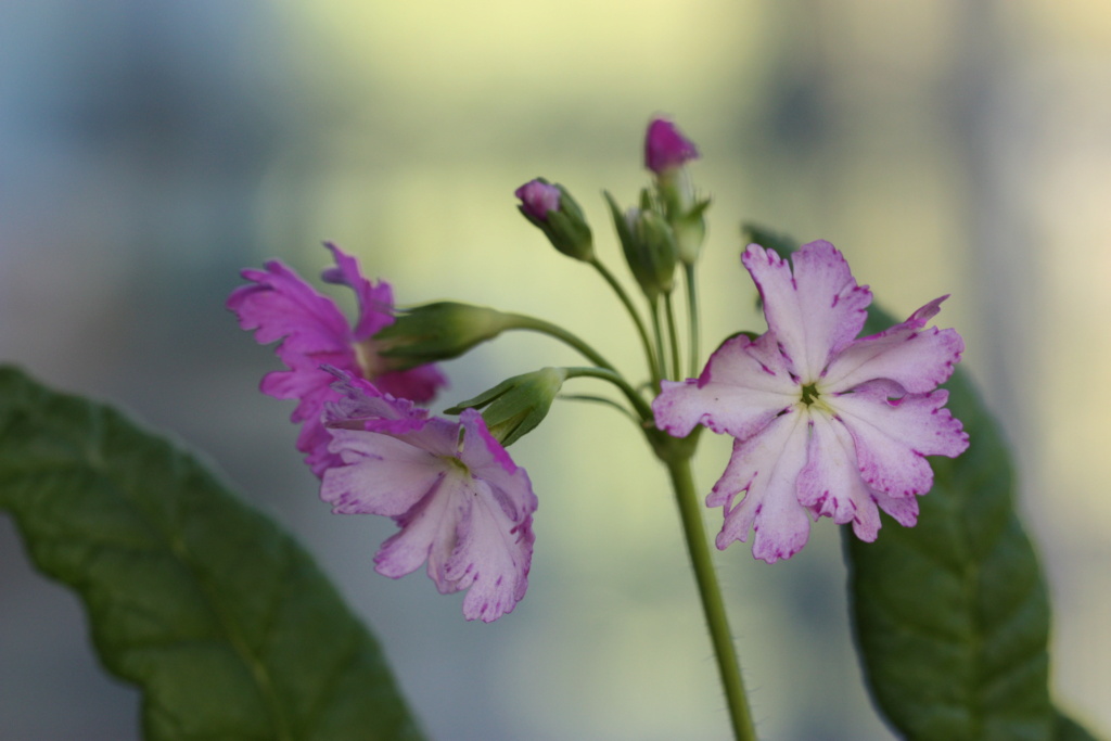 Primula sieboldii Img_0813