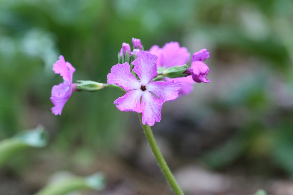 5 - Primula sieboldii Img_0814