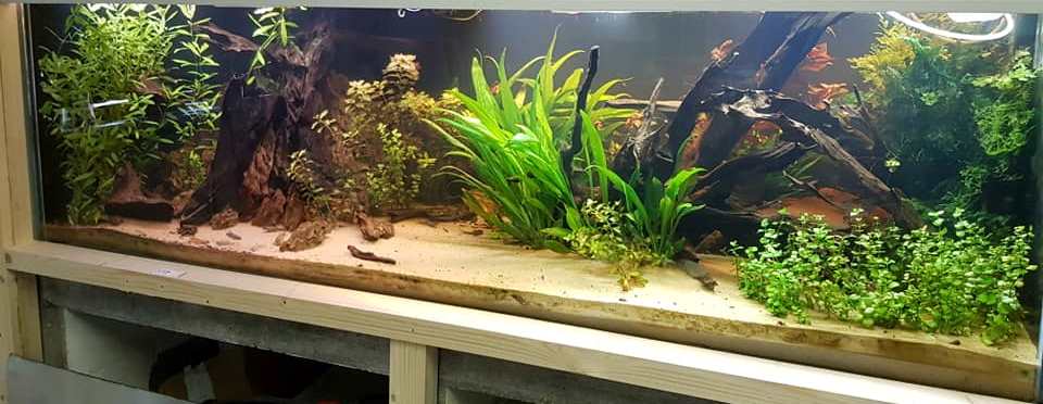 Remise en service aqquarium Bas_as10