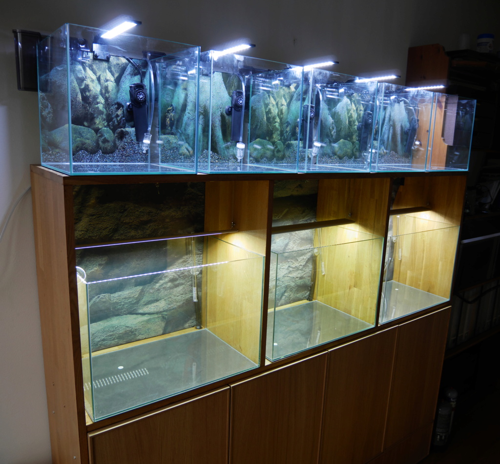 Projet aquarium amazonien P1000210