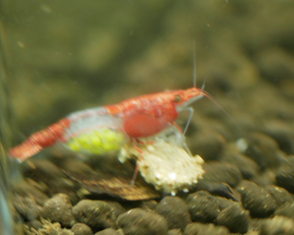 Mon 2ème aquarium 300 L planté P1010212