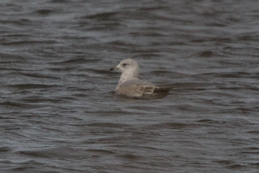 Ajuda na ID Larus canus/delawarensis Img_4110