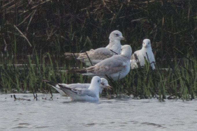 Ajuda na ID Larus canus/delawarensis Img_4210