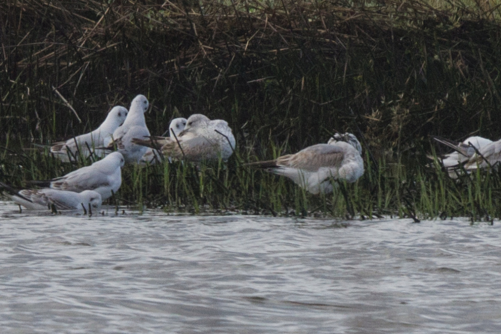 Ajuda na ID Larus canus/delawarensis Img_4212