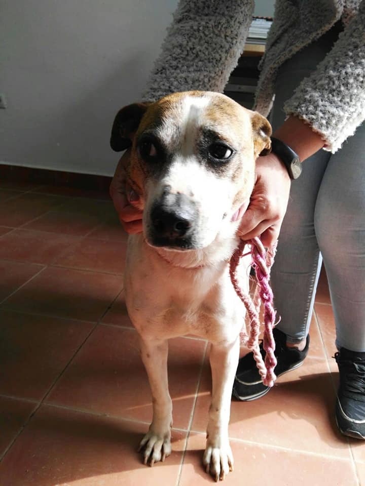 INDI - MARRON & BLANC - ES (Jorge) 36137310