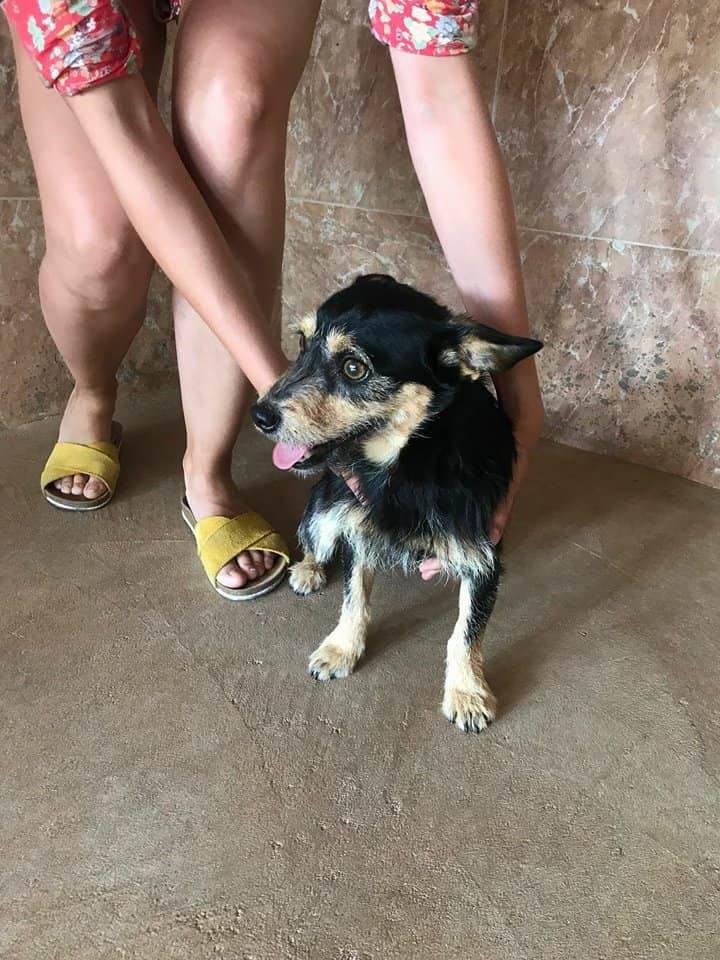 KIWI - ES (ArgAnimal) Chiens11