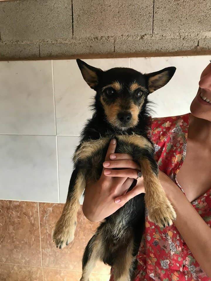 KIWI - ES (ArgAnimal) Chiens12