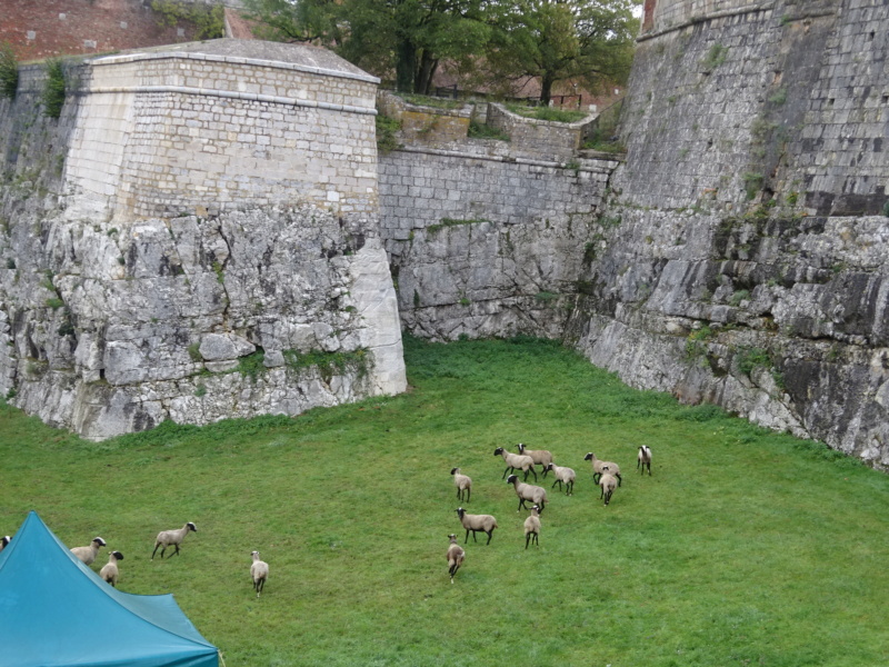 [TRAIL DES FORTS DU GRAND BESANCON] Balade, Rodhia, Citadelle, & Vélorution (Oct 2020) Dsc00551