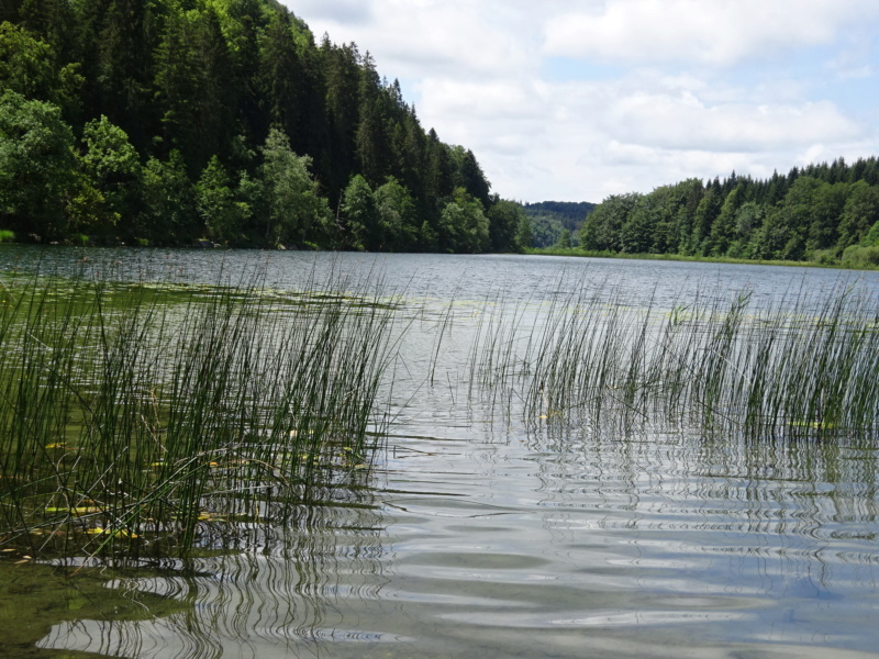 [WEEK-END] Le lac de l'Abbaye (39) (Juin 2020) Dsc02934