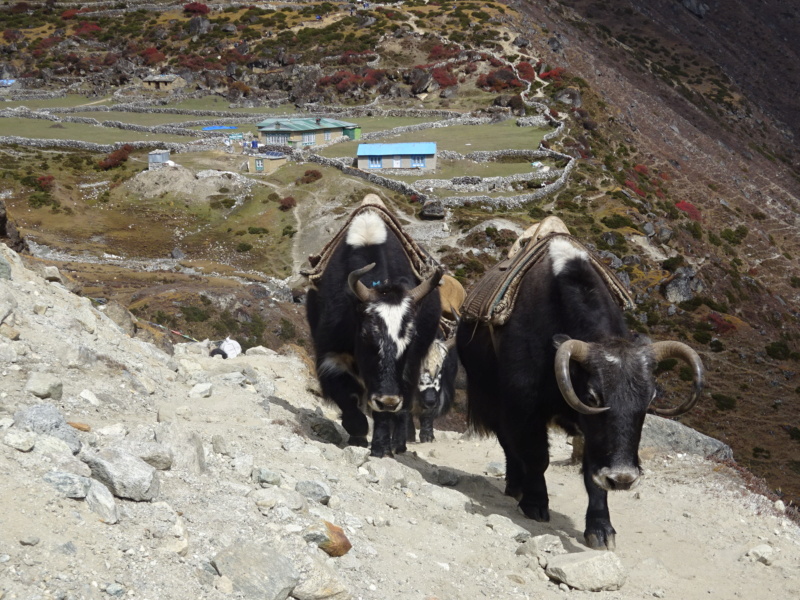 [TREK] Le Solokhumbu, tutoyer l'Everest! (Oct 2019) - Page 2 Dsc06544